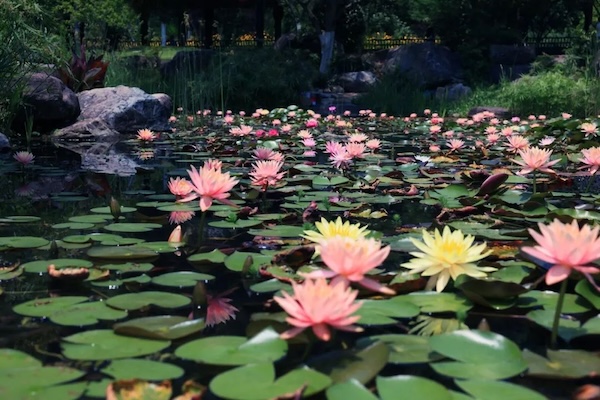 Wenzhou's Yangfushan Park awash in color as water lilies bloom