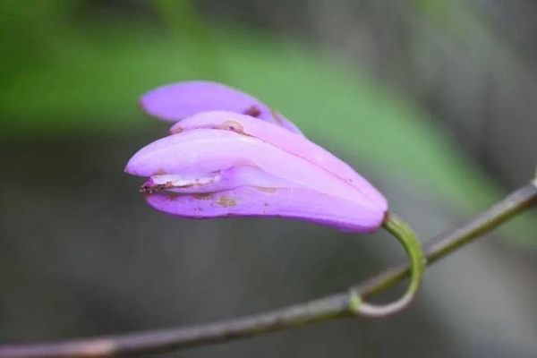 Rare plant species discovered on Nanji Islands