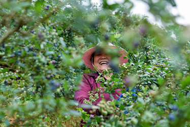 ​Blueberries harvested in Wencheng