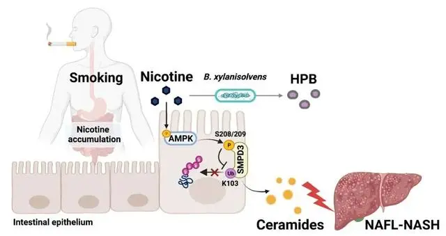 Scientists identify gut bacteria that can alleviate smoking hazard