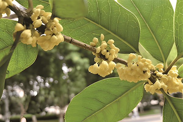 Osmanthus blooms delight Wenzhou