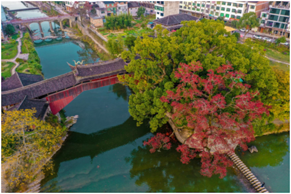 Wenzhou gains recognition for 8 ancient tree parks