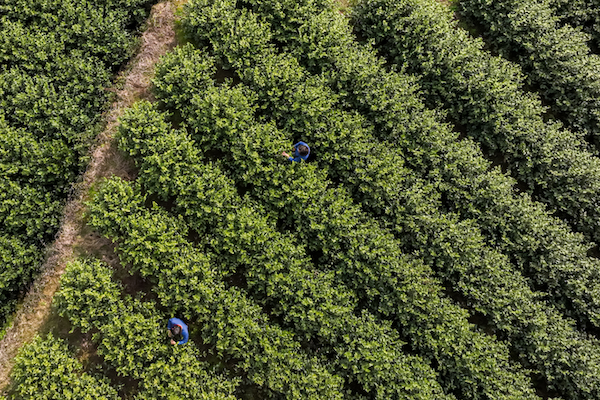 Wuniuzao tea starts harvest in Wenzhou's Yongjia county