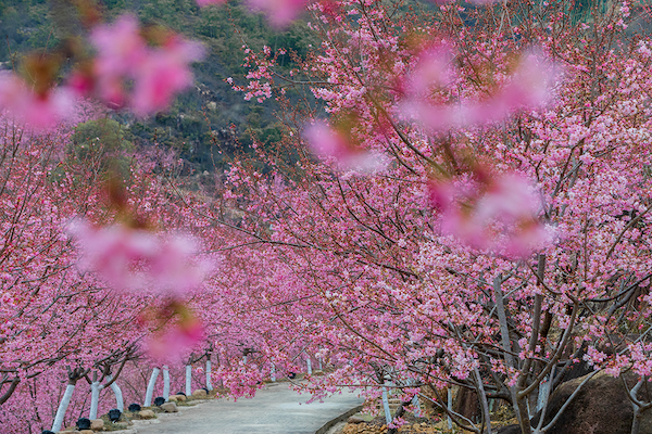 Yongjia: A blossoming wonderland of cherry blossoms