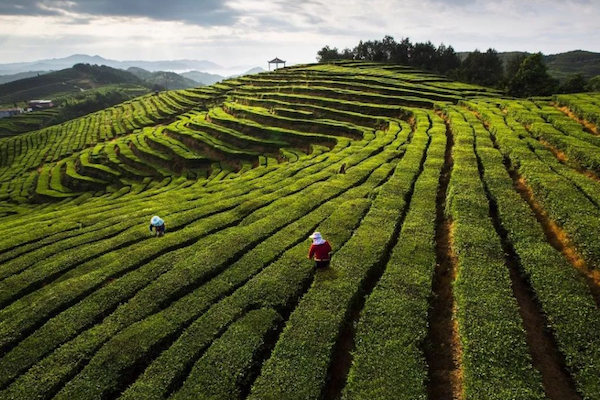 Taishun's early spring tea production flourishes