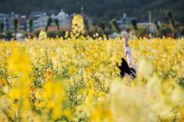 Destinations in Wenzhou for admiring rapeseed flowers
