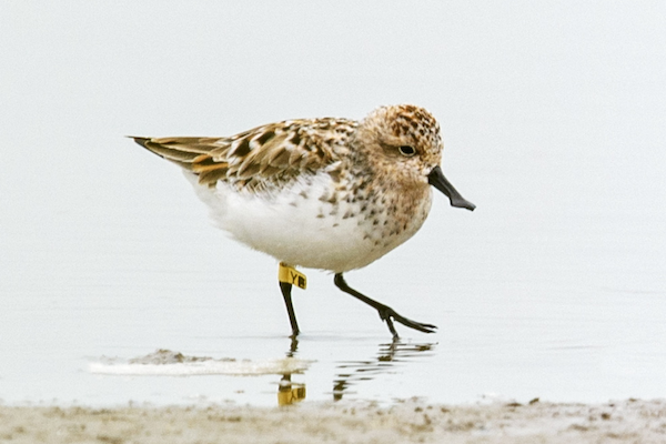 Rare spoon-billed sandpiper spotted in Wenzhou Bay