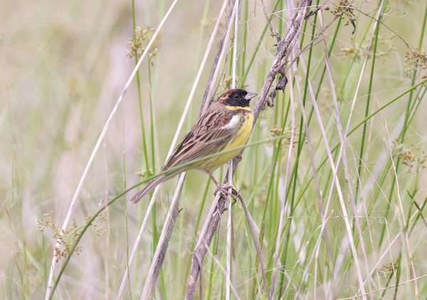 Critically endangered yellow-breasted bunting spotted in Yongjia