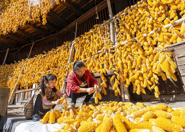 Corn cultivation boosts rural prosperity in Fujian