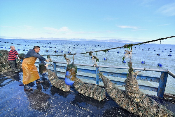 Oyster harvest underway on coast of Fujian province