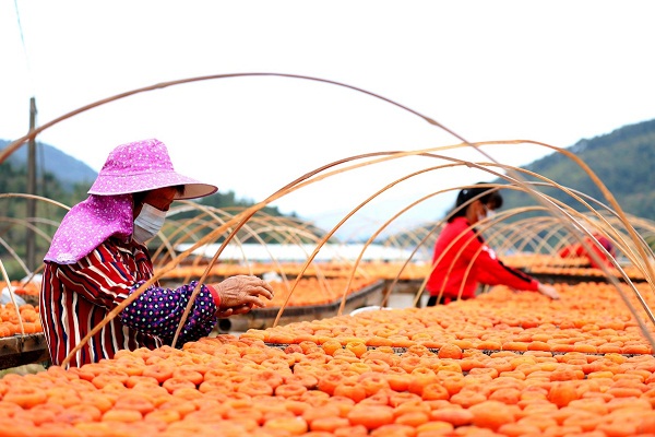 In Fujian, persimmon harvest underway