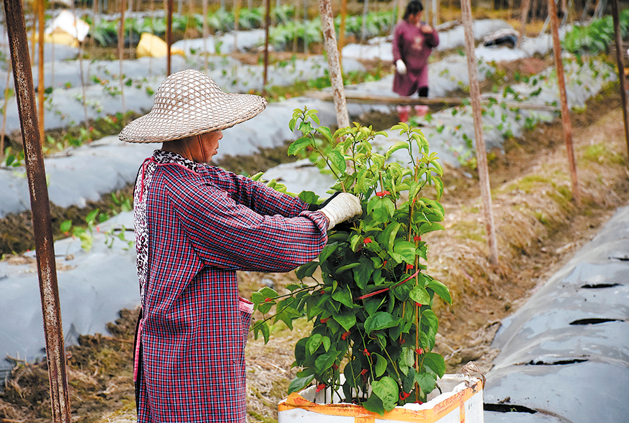 With passion fruit growth, wealth ripens in Wuping, Fujian