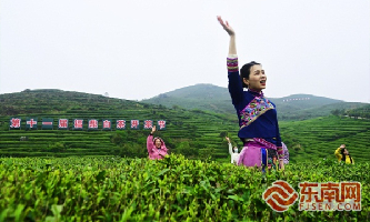 11th Fuding White Tea Festival held online on Tianhu Mountain 