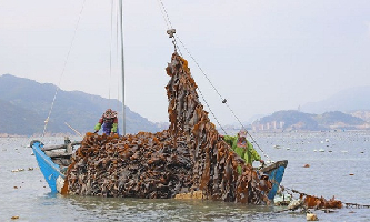 Lianjiang fishermen achieve prosperity through aquacultures