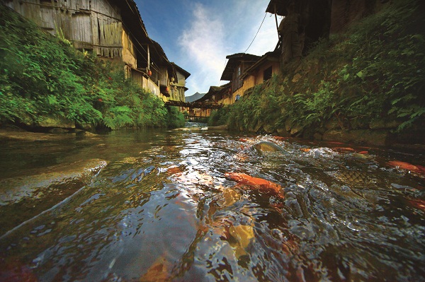 Village in Fujian lives harmoniously with carp