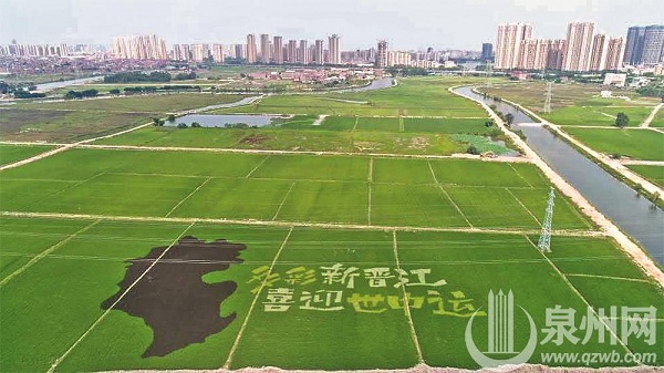 Paddy fields form colorful pictures in Quanzhou