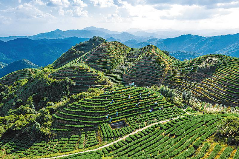 Satellites supervise Fujian tea production