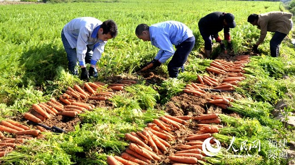 Jinjiang carrot wins national recognition