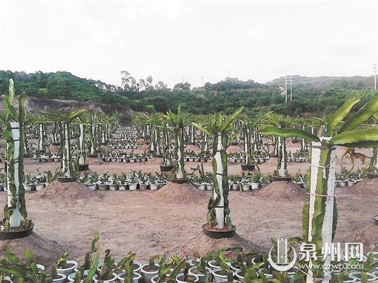 Quanzhou agricultural technology park wins national recognition 