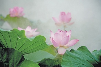 Enjoy marvelous lotus flowers in Quanzhou 