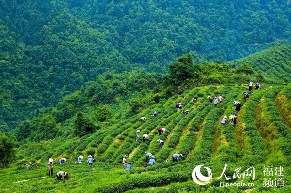 Traditional festival held in Anxi to promote tea industry  
