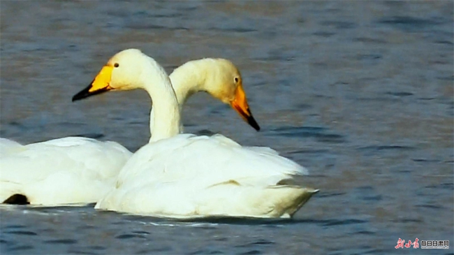 1768981483493014590.jpg 甘肅.jpg