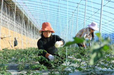 Prosperous agricultural harvest awaits in Minxian