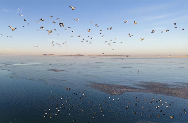Migratory birds find refuge at Minqin's Hongya Mountain Reservoir