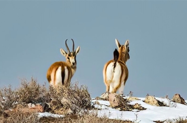 Groups of goitered gazelles spotted in Shandan