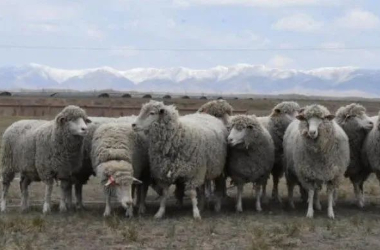 Gansu cultivates new meat sheep breed