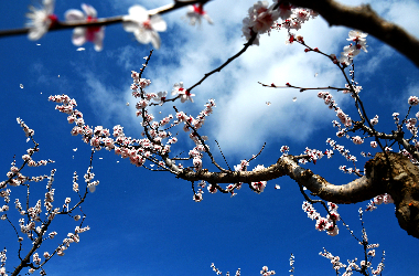 In Longxi, apricot blossoms unfurl in elegance