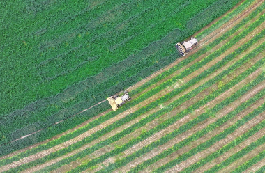 Lush alfalfa fields in Minle usher in prosperous harvest season