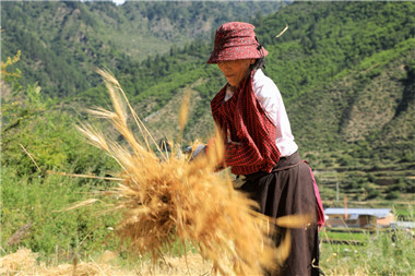 Winter wheat harvest underway in Gansu