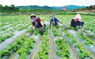 Gansu's fertile terraces supply vegetables to China, rest of world