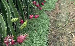 Tropical dragon fruit comes to Gansu