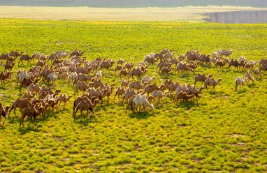 Thousands of camels head to better pastures in Gansu