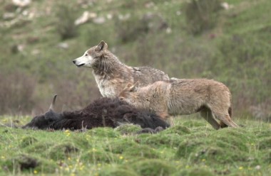 [Wildlife in Gansu] Teamwork makes wolves competitive on Qilian Mountain