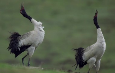 [Wildlife in Gansu] Black-necked cranes plateau's spring harbingers