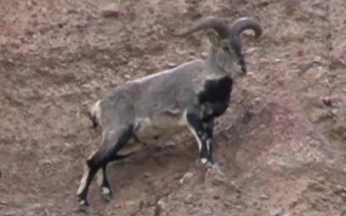 [Wildlife in Gansu] Blue sheep love to climb rocks