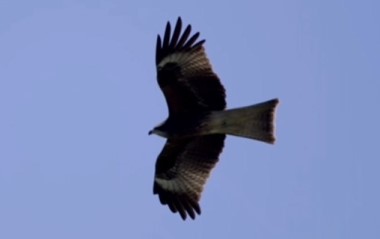 [Wildlife in Gansu] Upland buzzards real birds of prey in Qilian Mountains