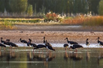 More rare birds spotted in NW China nature reserve