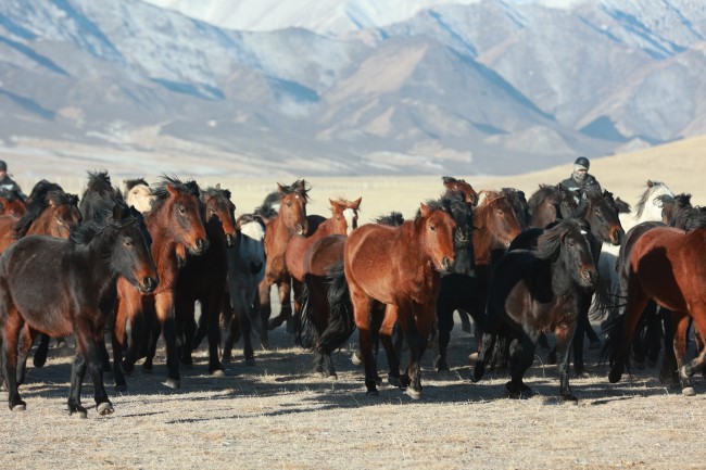 Thousands of horses gallop at foot of Qilian Mountains