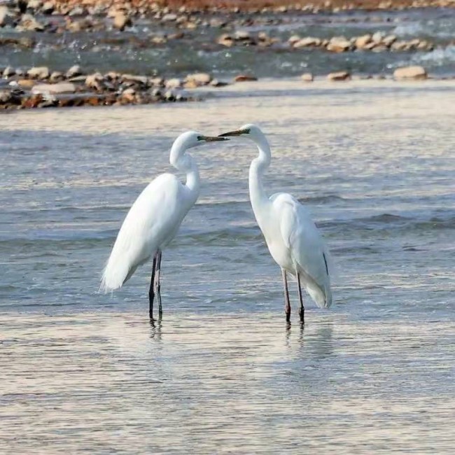 Egrets find eco-friendly home in Gansu