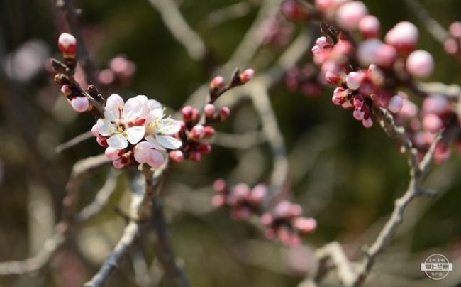 Plum, peach blossoms adorn mountain park
