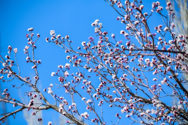 Apricot flowers blooming in Dunhuang
