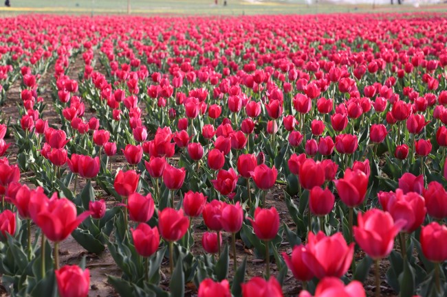 Blooming tulips enchant visitors in NW China's Linxia