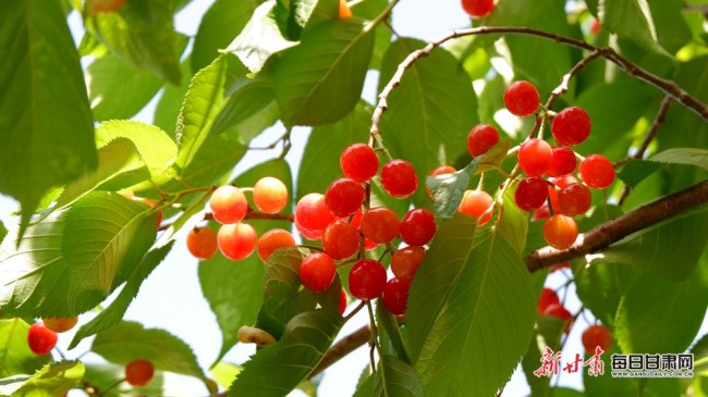 Cherries bring sweet success to Longnan town