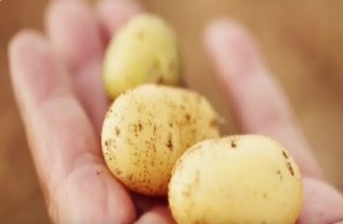 A small potato is big business in Dingxi