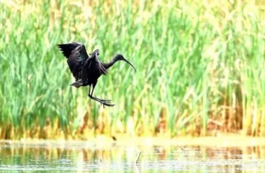 Glossy ibis spotted in Gansu's Heihe River wetlands