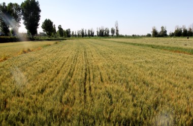 Wheat harvest in Jiayuguan unfolds